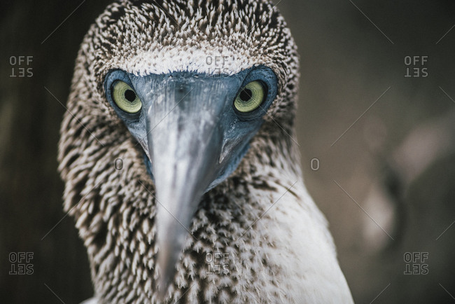 Blue footed booby face, Ecuador