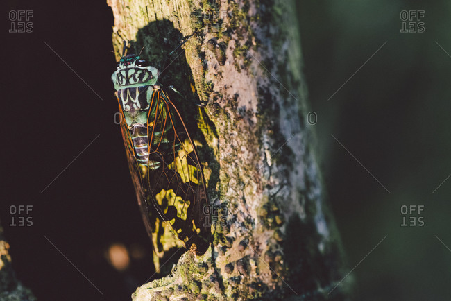 Winged insect on tree, Ecuador