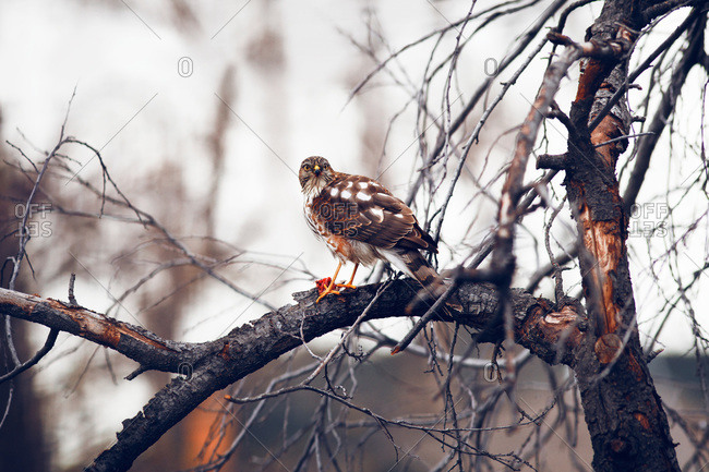 Hawk on branch with raw meat