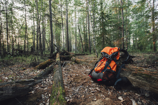 Orange backpack in forest