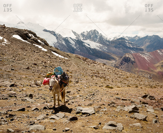 Mule carrying gear at Ausangate in the Andes Mountains of Peru