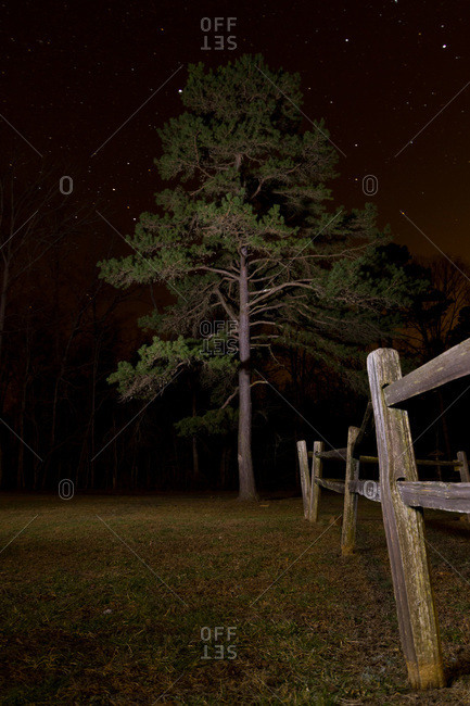 Pine tree and a rustic wooden fence at night, Troy, NC