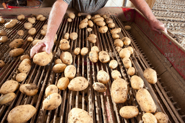 Farmer inspecting potatoes on conveyor belt