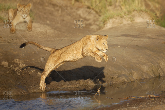 Young lion jumping into water