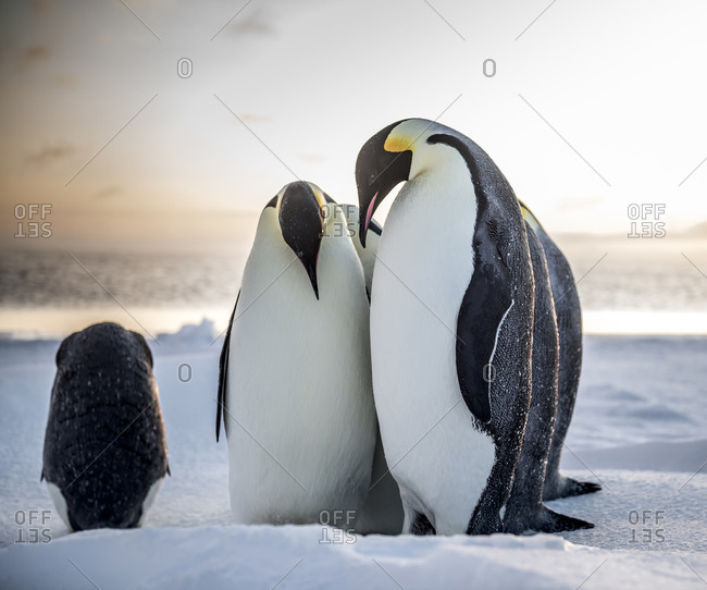 Two emperor penguins on the sea ice of McMurdo Sound
