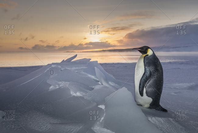 Emperor penguin on the sea ice of McMurdo Sound