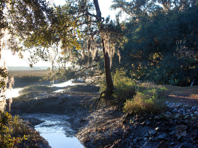 Salt marsh with oak trees and Spanish moss in Lowcountry, South Carolina