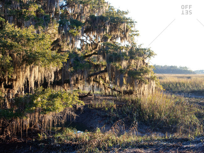 Salt marsh with Spanish moss and oak trees in Lowcountry, South Carolina