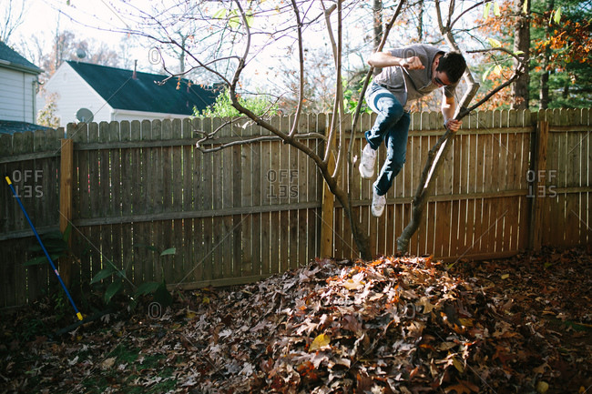 Man jumping from a tree into a leaf pile in the fall