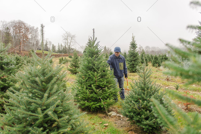 Man with hack saw selecting tree at a tree farm
