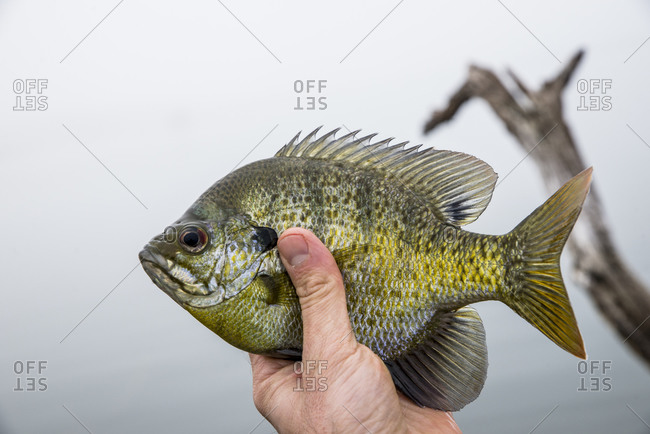 Texas Sun Perch held up in the air