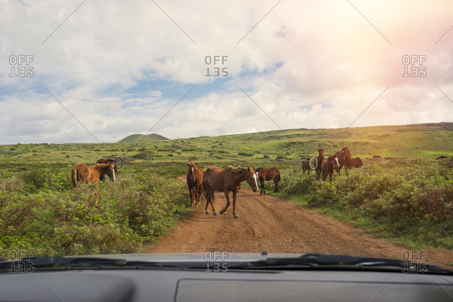 Horses roaming free along a dirt road on Easter Island