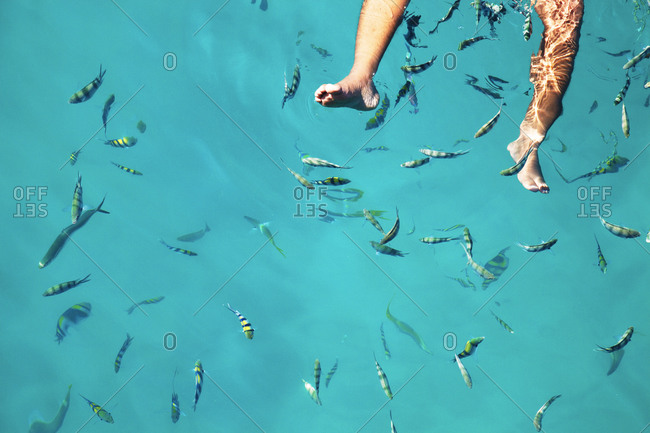 Man\'s feet floating among yellow, black and white tropical fish, Thailand