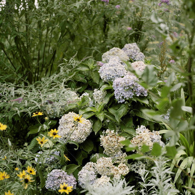 Hydrangea bushes and black-eyed Susan flowers