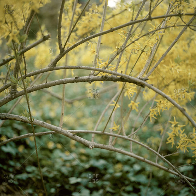 Curved branches of a forsythia bush
