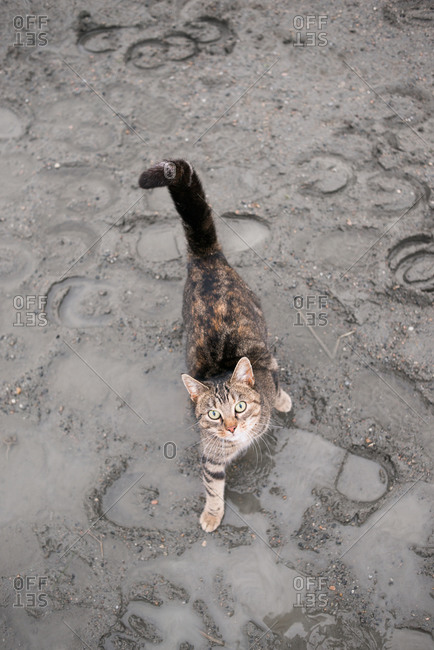Tabby cat walking through mud