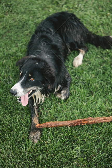 Dog lying on a lawn with a stick