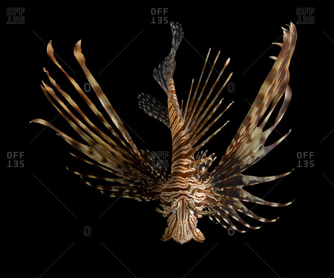 Top of a lionfish swimming in a tank