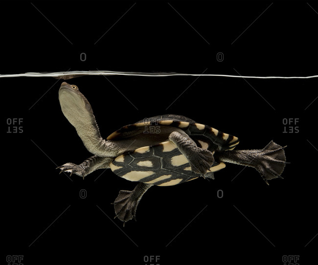 Eastern long-necked turtle swimming in aquarium against black background