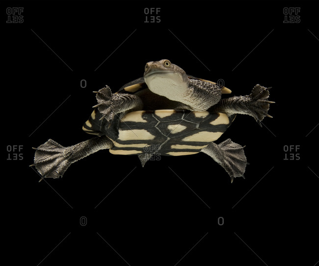 Eastern long-necked turtle swimming in tank against black background