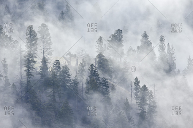 Evergreen trees in fog, Yellowstone National Park, UNESCO World Heritage Site, Wyoming, United States of America