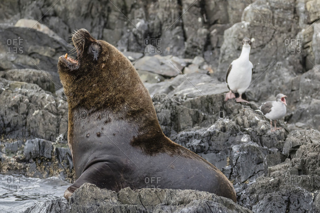 South American sea lion bull (Otaria flavescens) at breeding colony just outside Ushuaia, Beagle Channel, Argentina