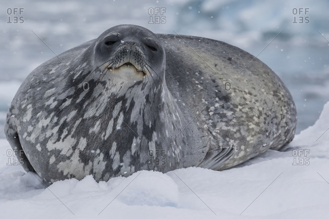 Adult Weddell seal (Leptonychotes weddellii), hauled out on ice in Buls\' Bay, Brabant Island, Antarctica