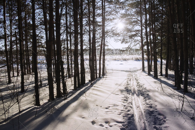 Sun shining through trees in snowy woods with cross-country ski trails