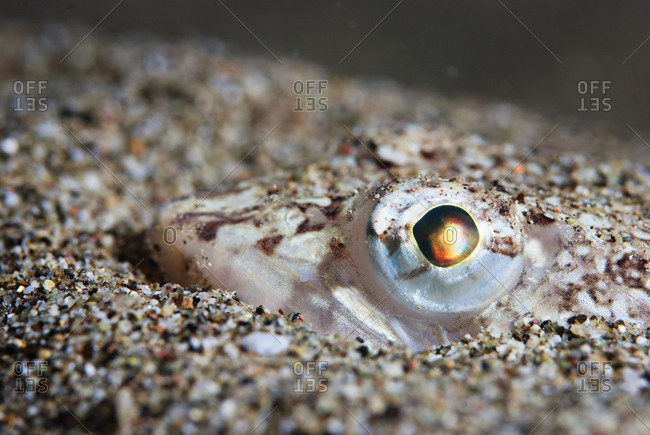 Close-up of eye of a fish that has buried itself in sand