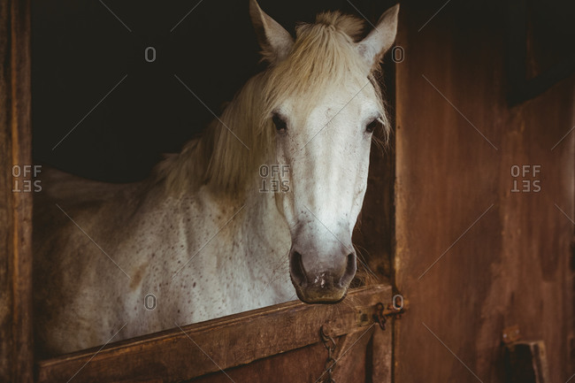 Horse looking outside a stable in the countryside