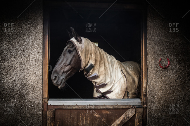 Horse in stable of equestrian center in the countryside wearing a hood