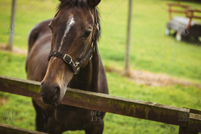 Thorough breed horse looking at camera in the countryside