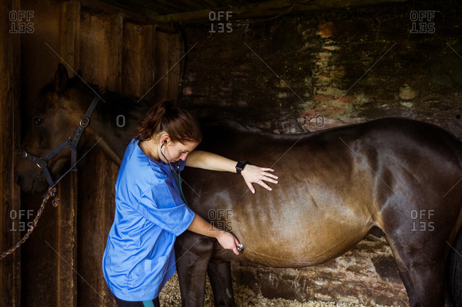 Vet examining horse in stable in the countryside
