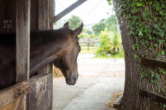 Horses looking out stable of equestrian center