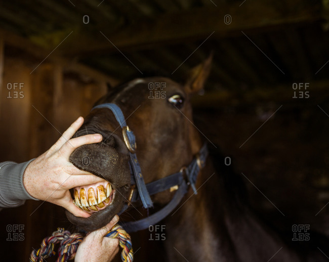 Vet looking at horse teeth in the countryside