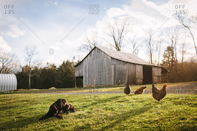 Dog and chickens near an old barn