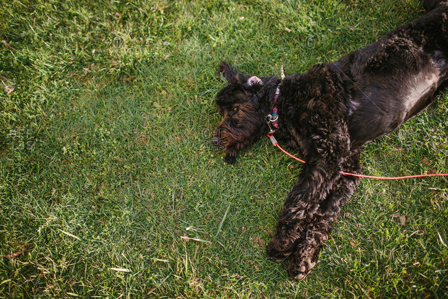 Dog on a lead resting in grass