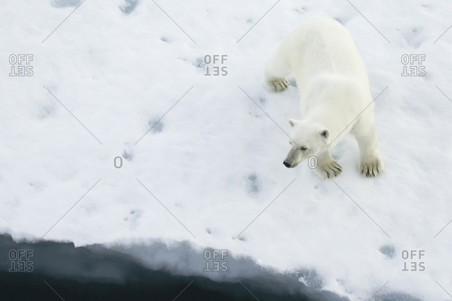 Polar bear standing on sea ice