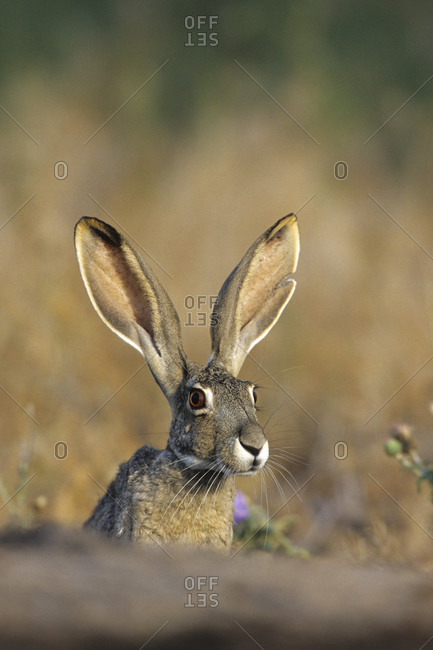 Black-tailed Jack Rabbit (Lepus californicus) Starr County, Texas