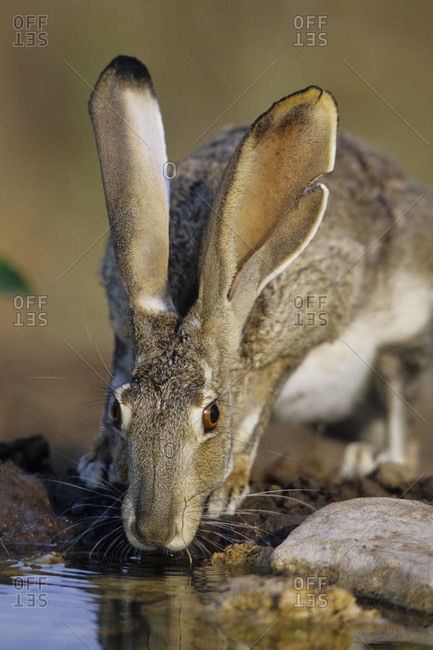 Black-tailed Jack Rabbit (Lepus californicus) drinking at water Starr County, Texas