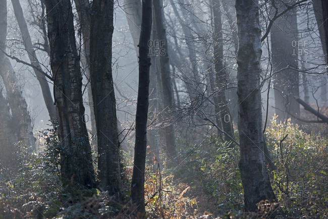 Tree trunks on a misty morning in the forest near Kettlestone, Norfolk, UK