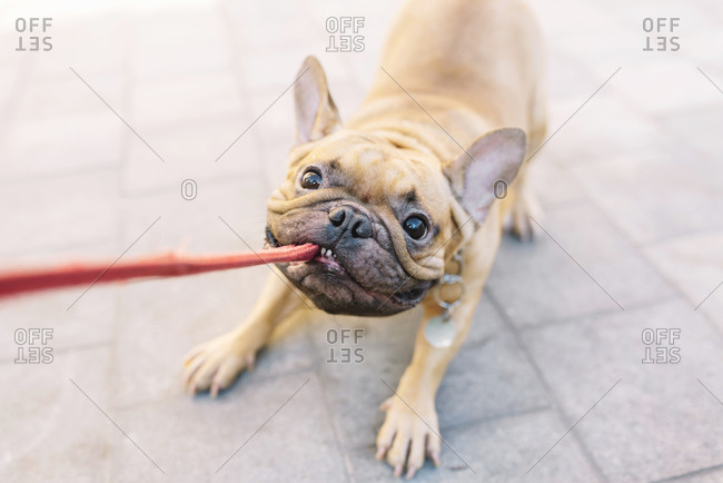 French bulldog biting and pulling lead