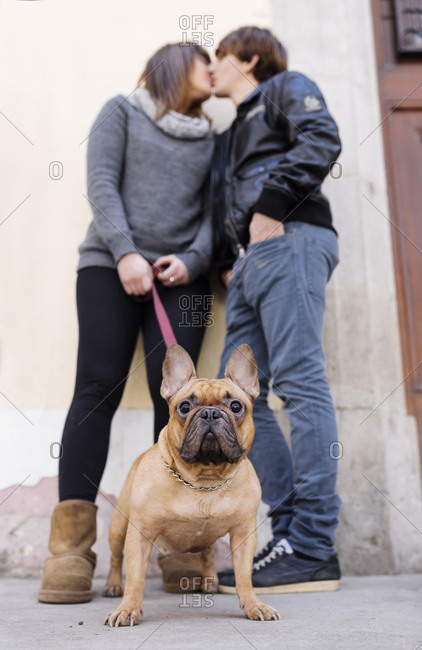 Portrait of French bulldog with owners kissing in the background