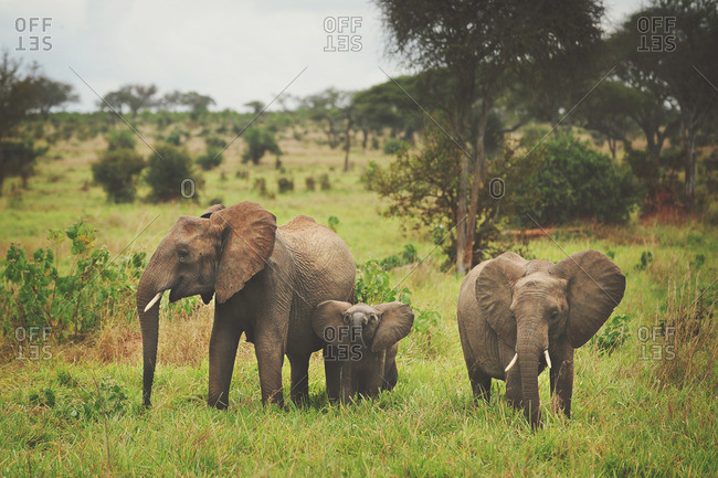 Three elephants in rural Tanzania