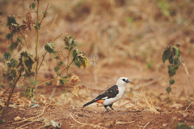 A bird in rural Tanzanian brush