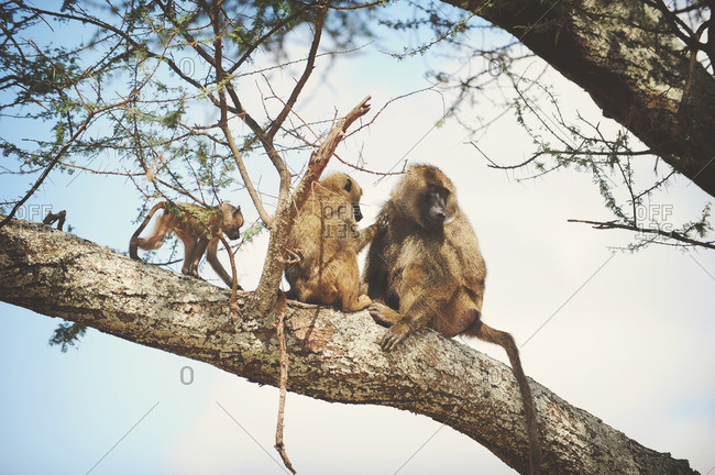 Monkeys in tree in Tanzania