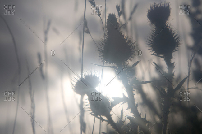 Plants against a hazy sunlight at dawn, Sverige