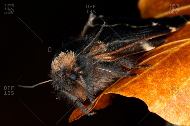 Close-up of an insect on an autumn leaf, Sweden
