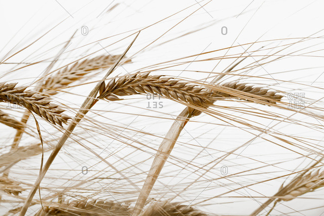 Barley against a white background, Sweden