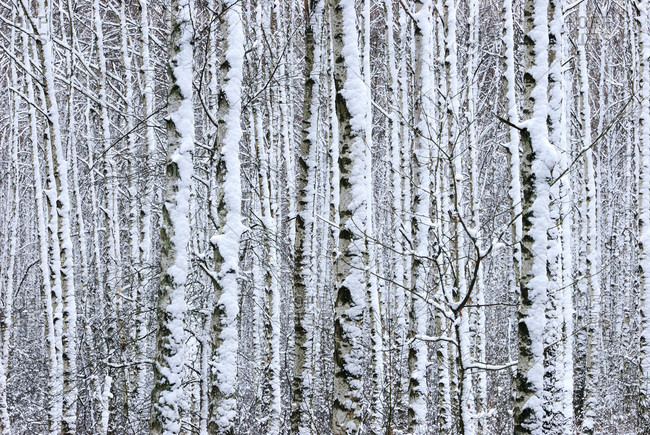 Newly-fallen snow in a birch forest, Sweden